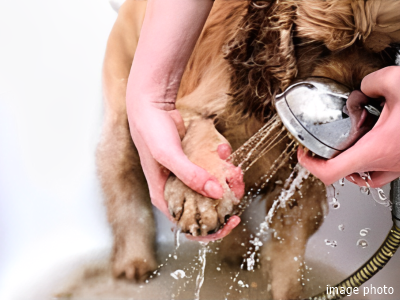 ペット足洗い場イメージ｜ザ・パークハウス新浦安マリンヴィラ